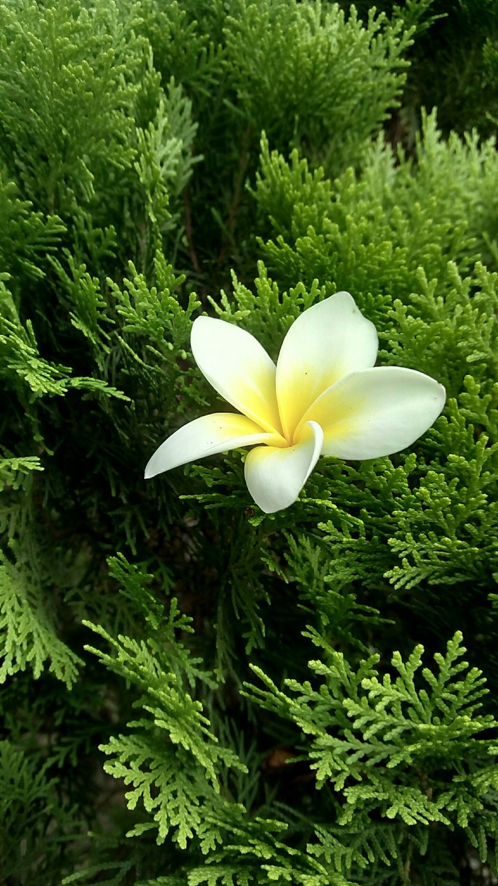 Hoa đại - Plumeria