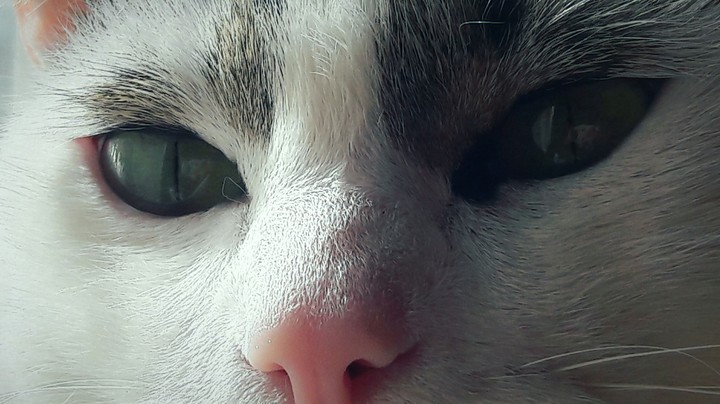 Mirada Felina