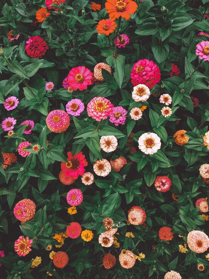 flowerbed