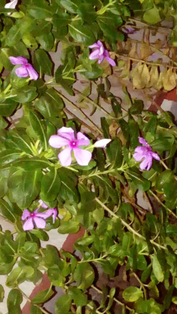 flowers