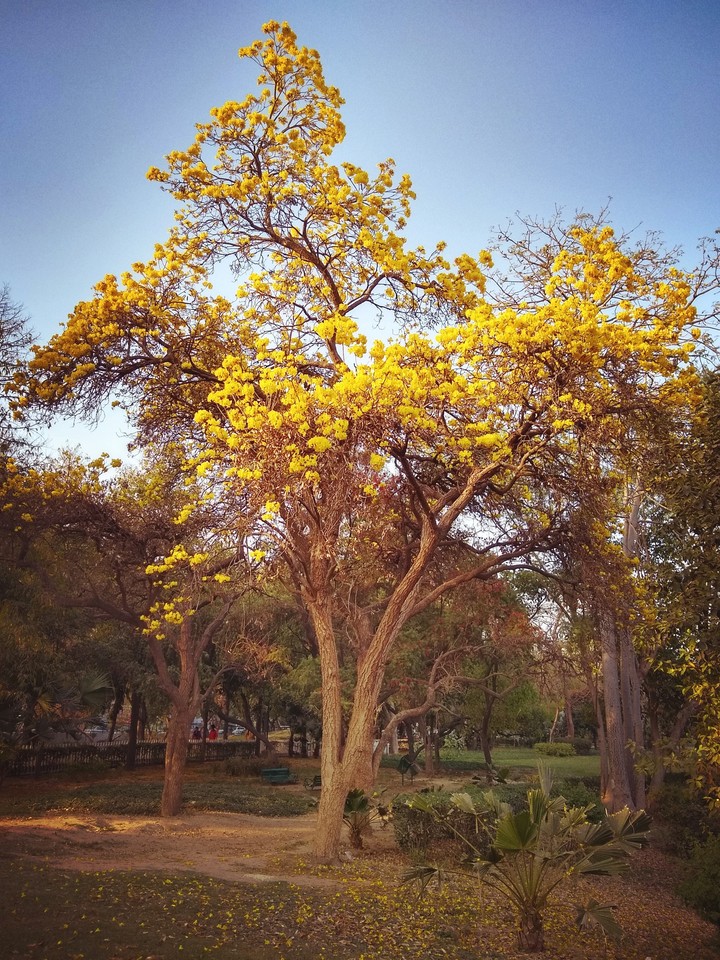 Yellow Tree