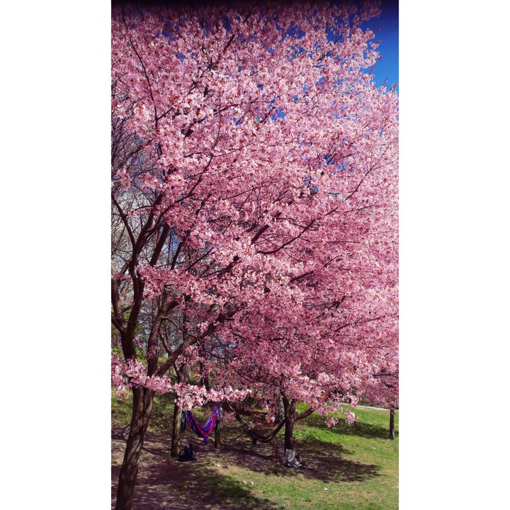 Cherry blossoms
