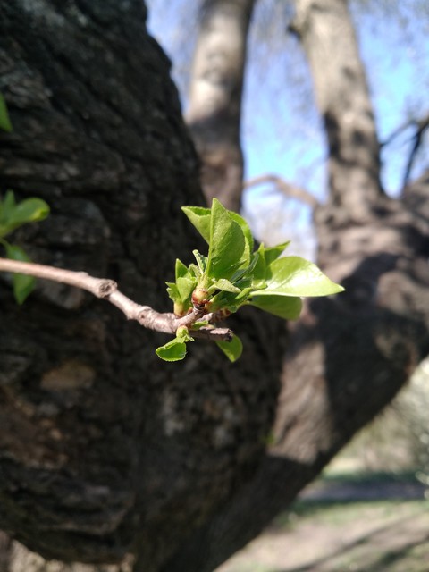 April. Green nature.