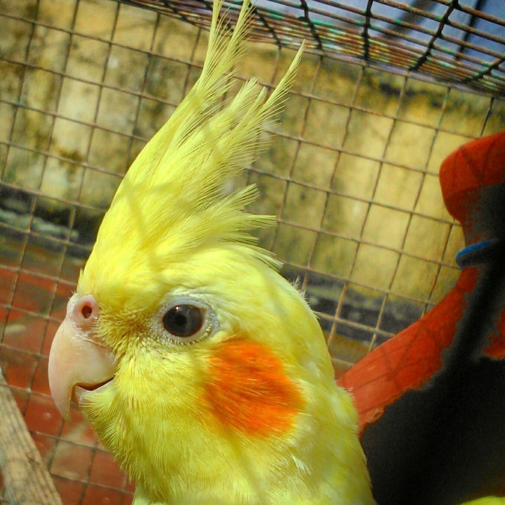 My cute cocktail