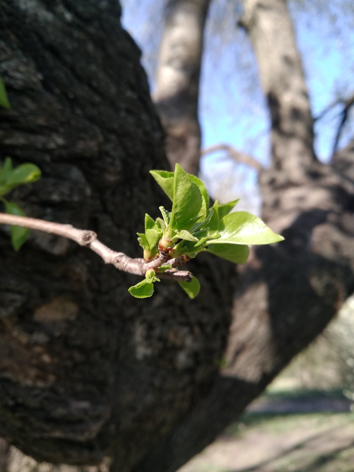 April. Green nature.