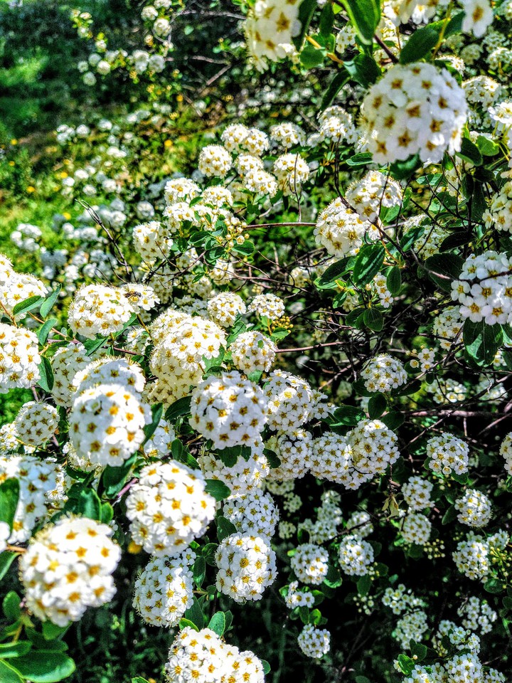 White flowers