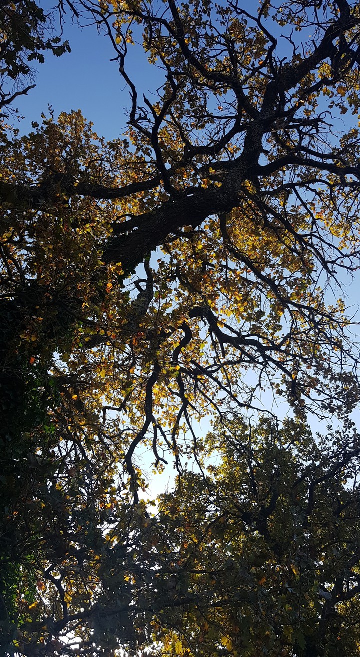 arbres