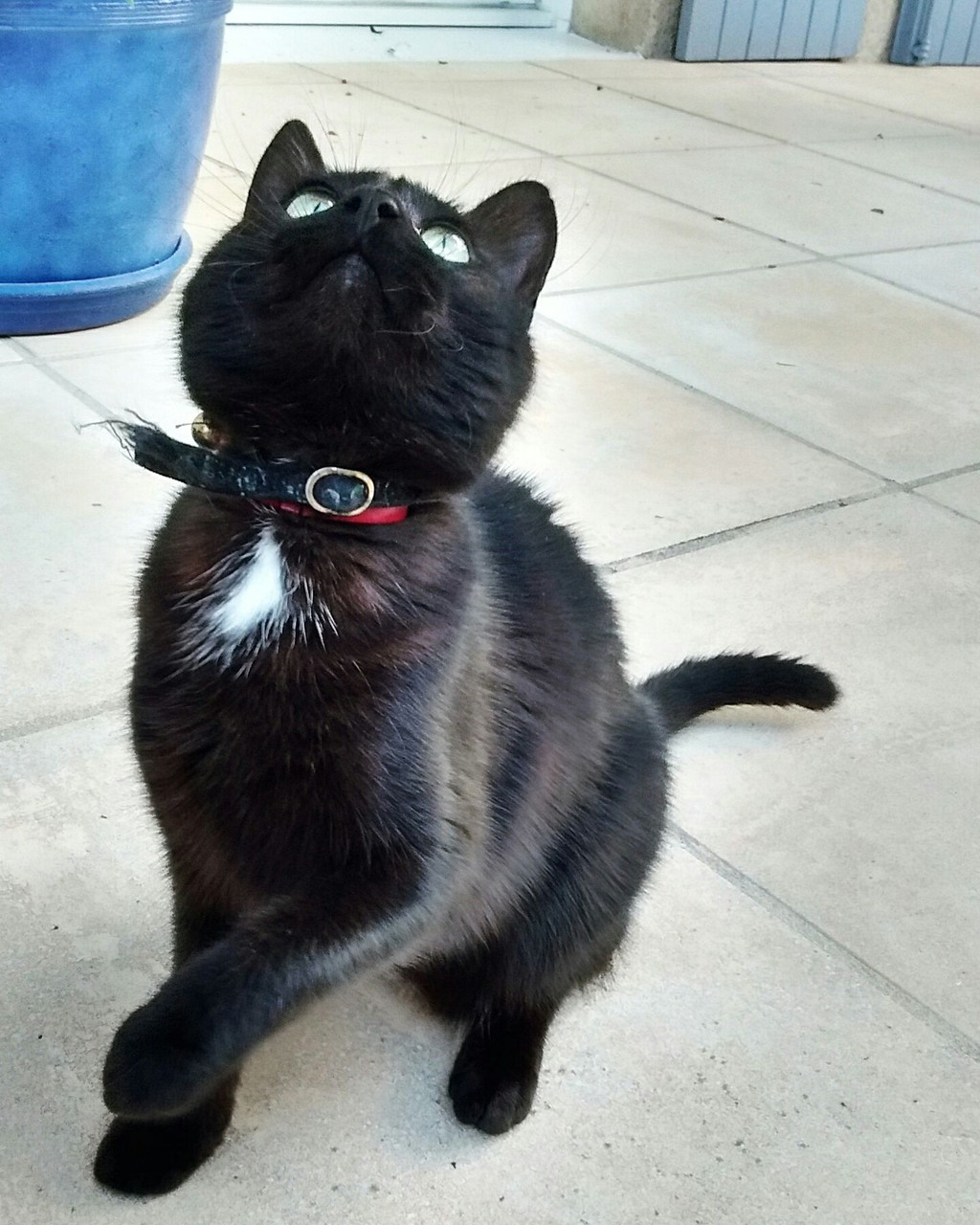 black cat