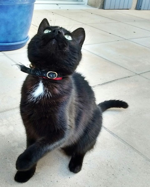 black cat