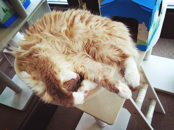 ぐっすり猫