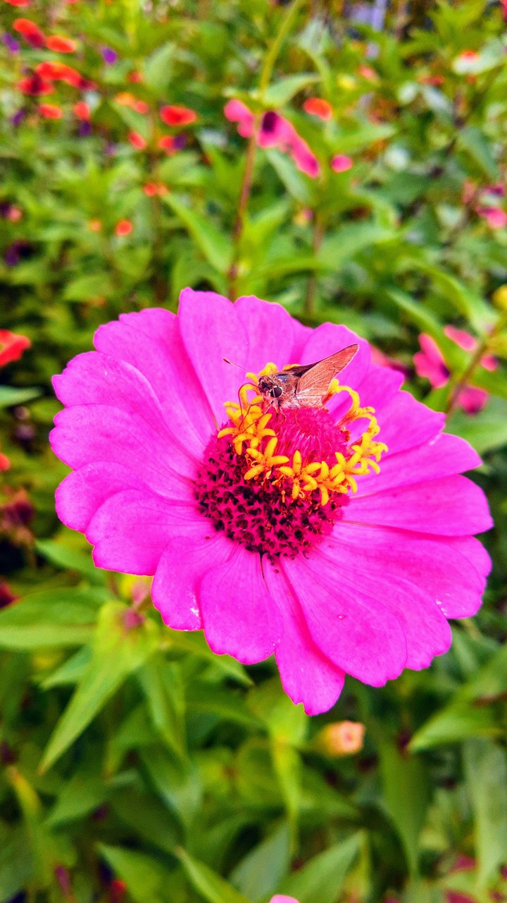 flower