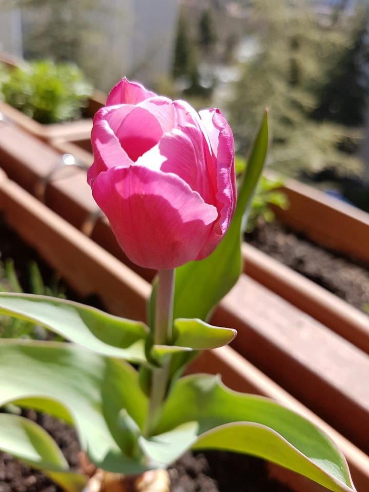 tulip