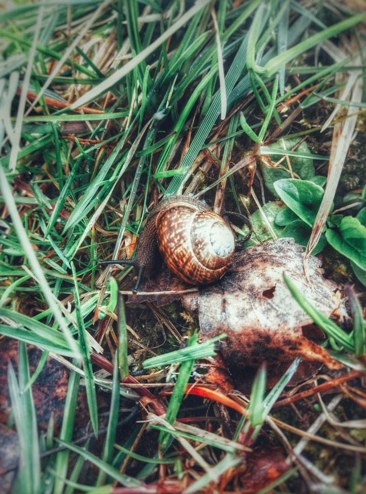 snail