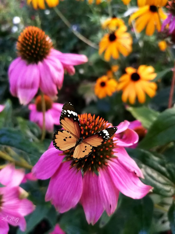 Schmetterling auf Blume