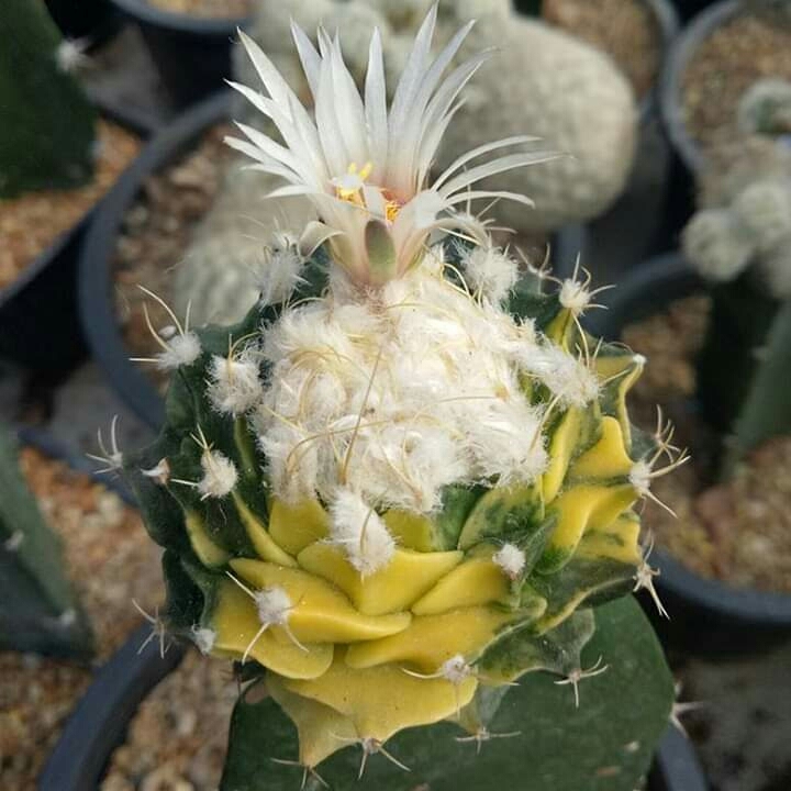 Cactus