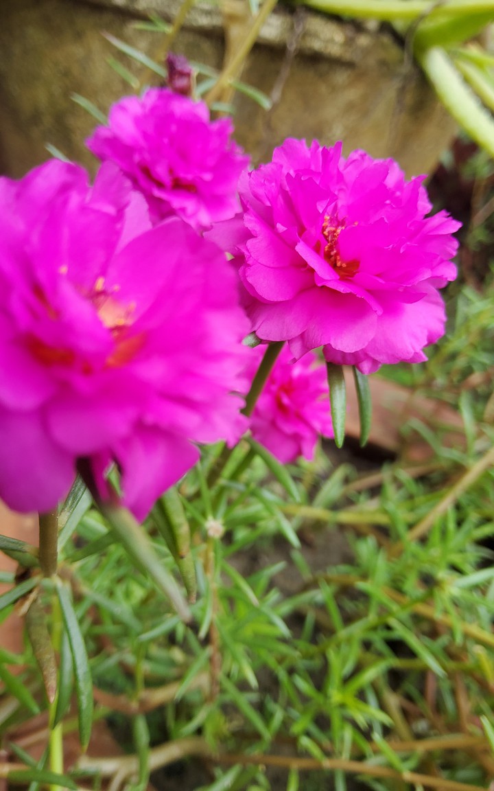 flowers