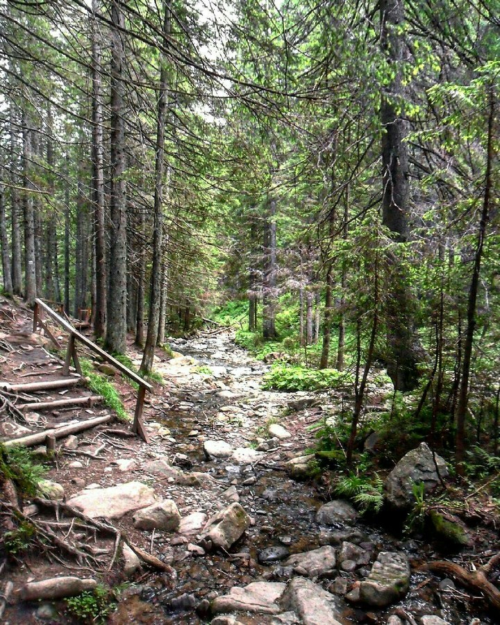 Carpathian woods