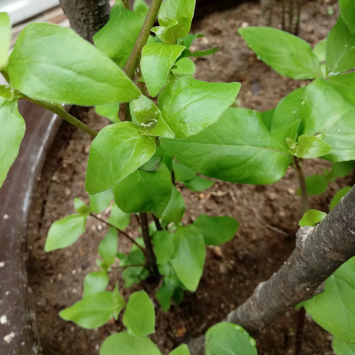 plant with rain drop