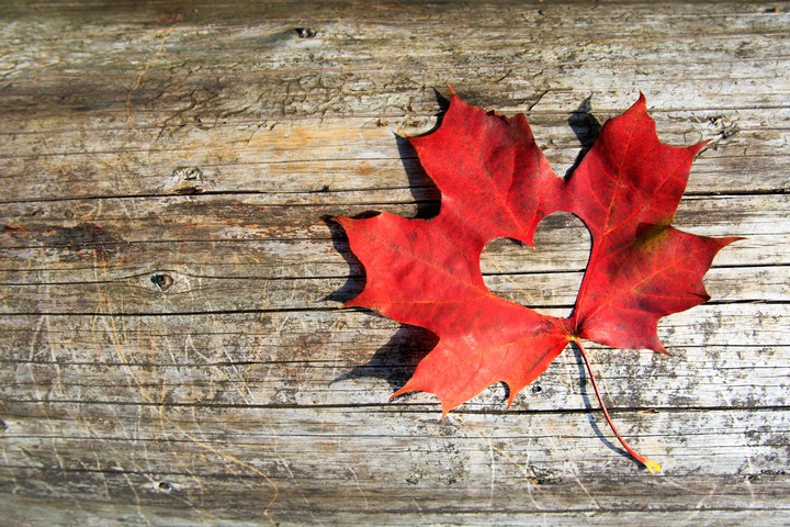 〰️⚡...Red Leaf...⚡〰️