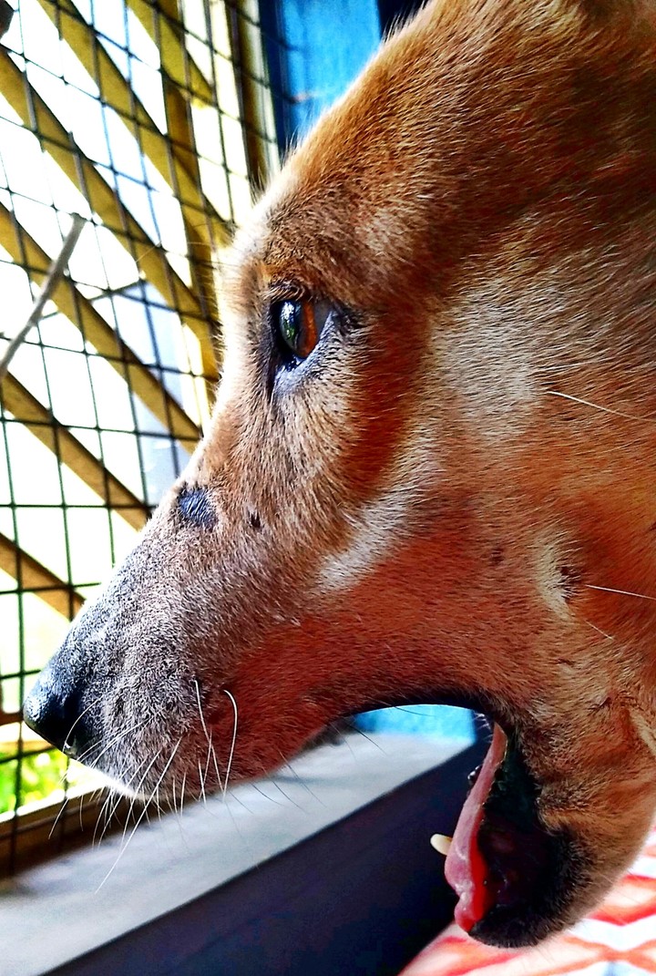petcloseup