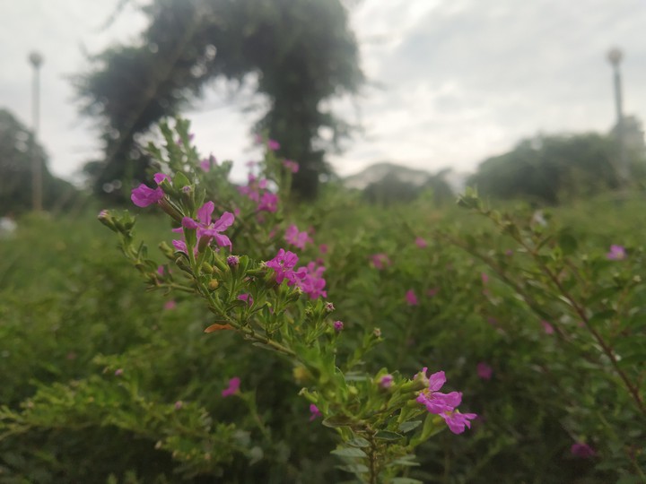 nature