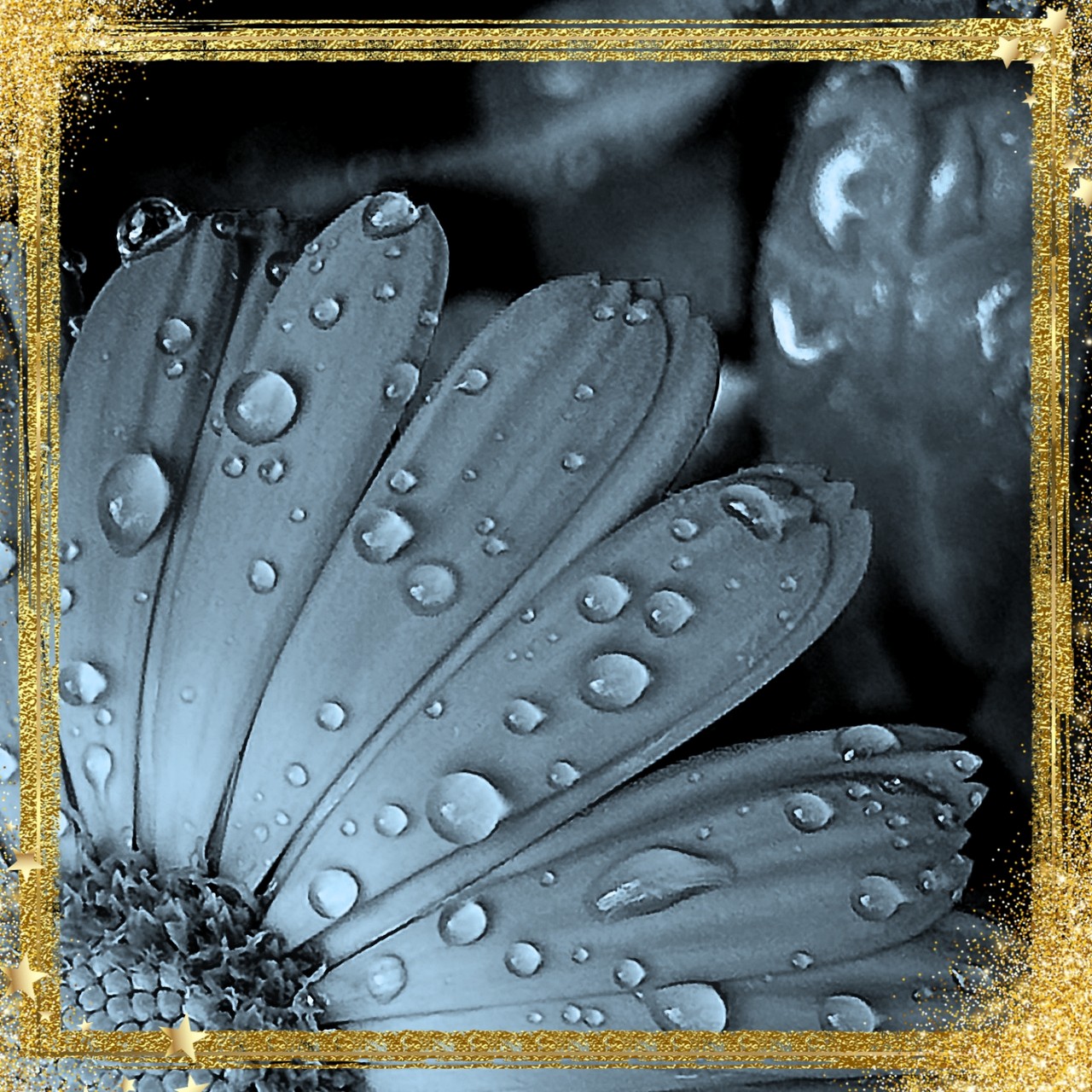 Grey petals and drops