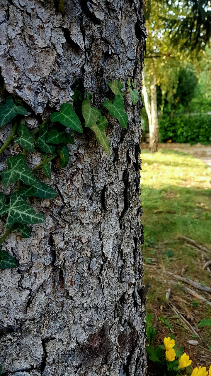 The Ivy on tree