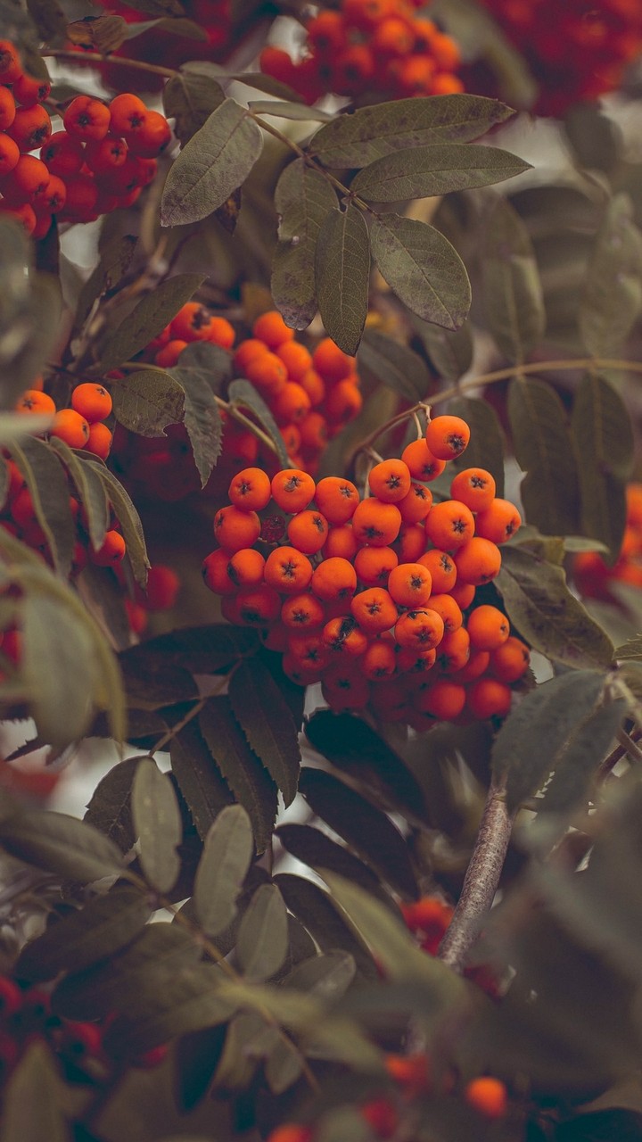 Rowan