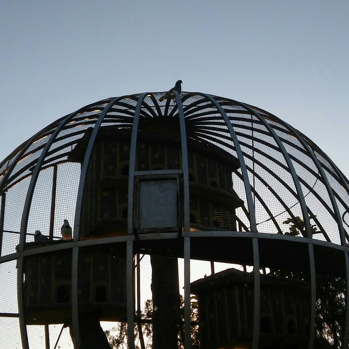 "Like a Bird Set Free"
