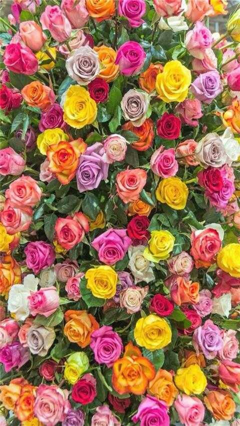 Many Roses .