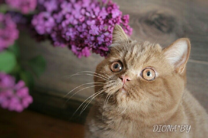 cinnamon british shorthair kitty