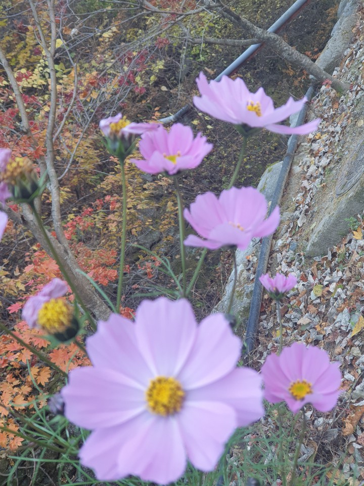 가을 코스모스