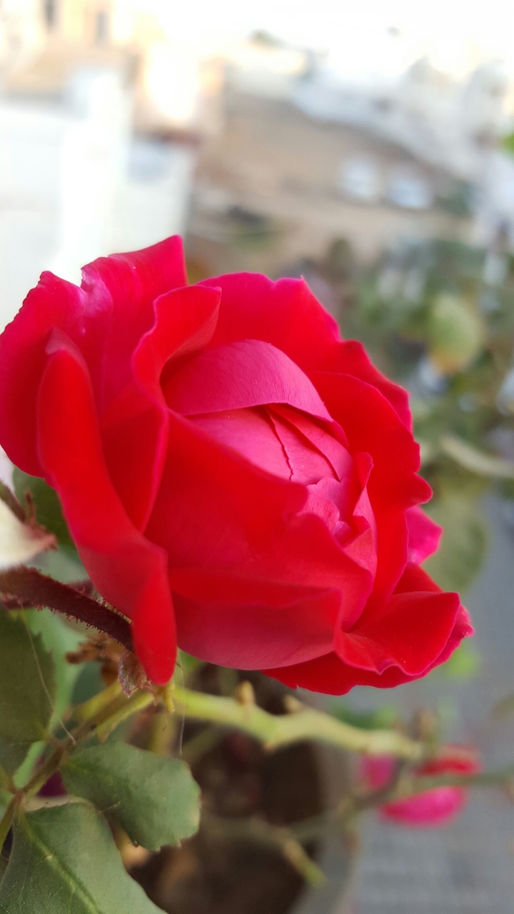 Morning Rose