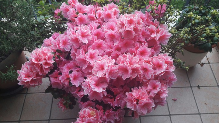 love flowers