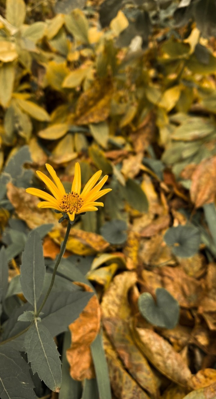 autumm