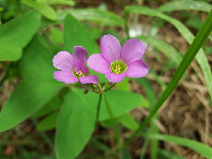 Flores