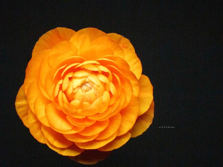 《 花朵朵 》      陸蓮花~          花語 : 爽朗，美好的人格~