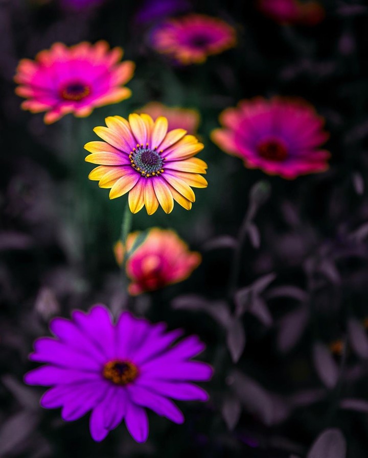 Daisy