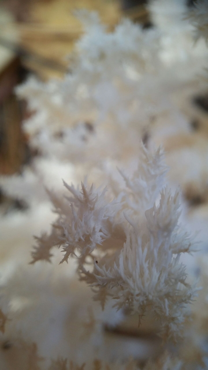 mashrooms white♡