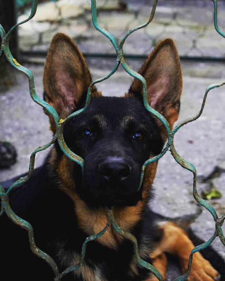 German shepherd dog