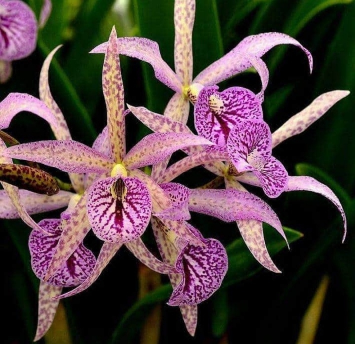 Orchid