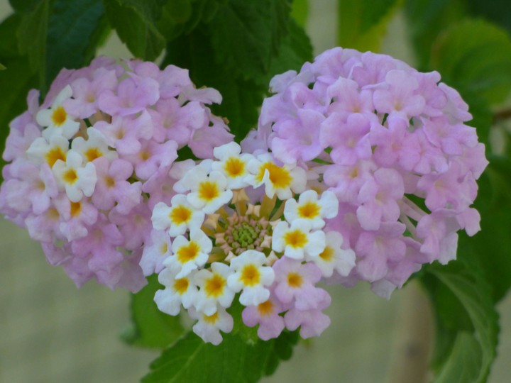 heart flower