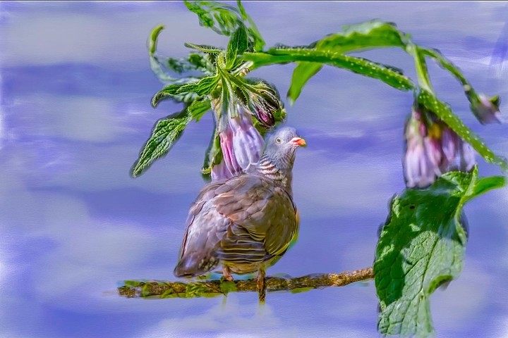 bird 