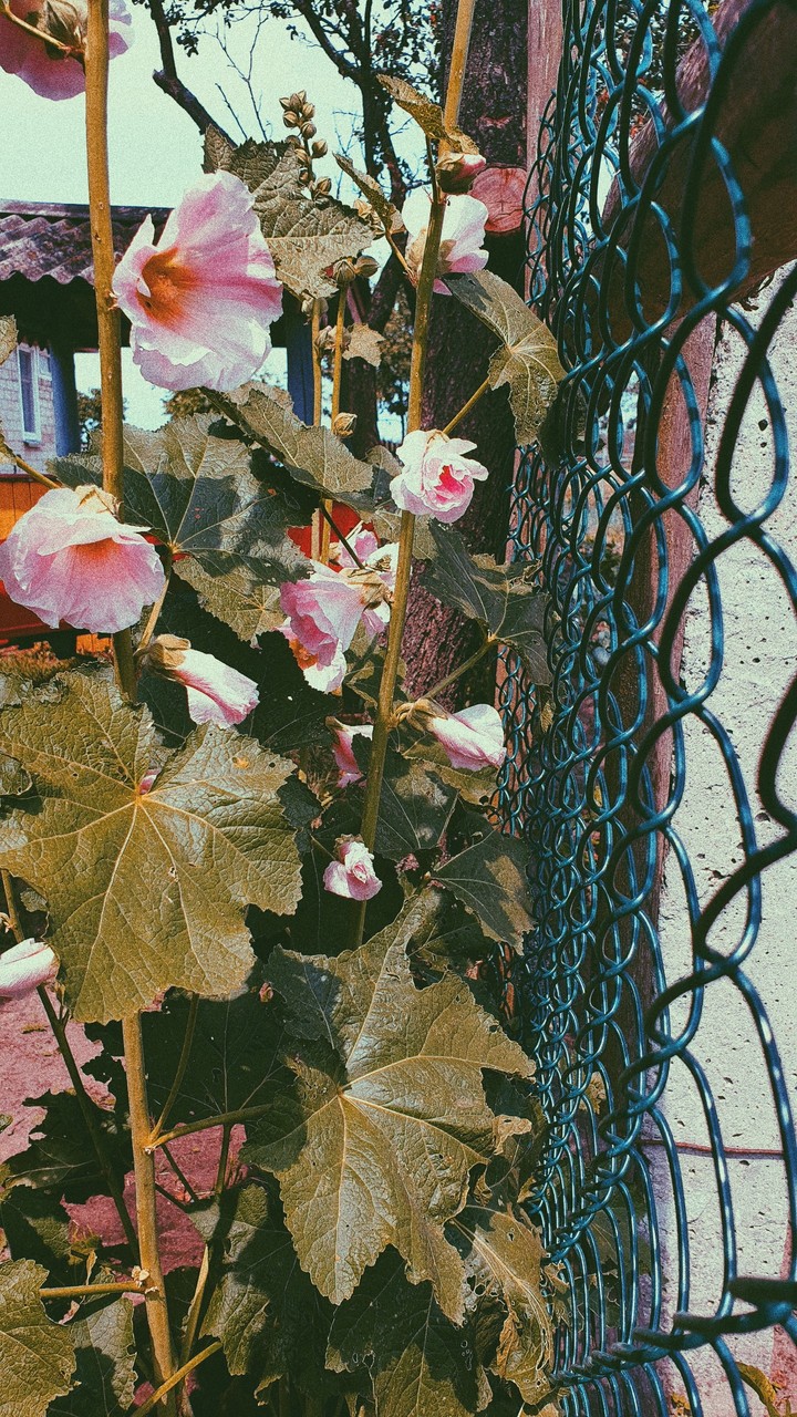 flower