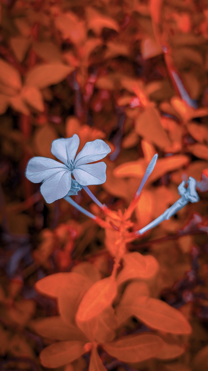 mygarden