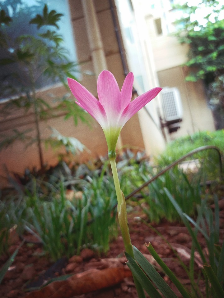 lone flower at work.