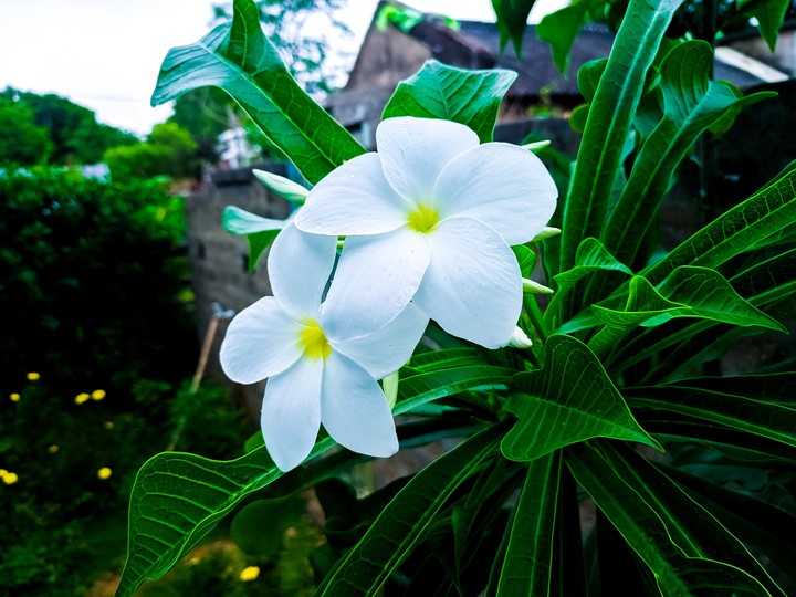 Flowers can take all your sorrows