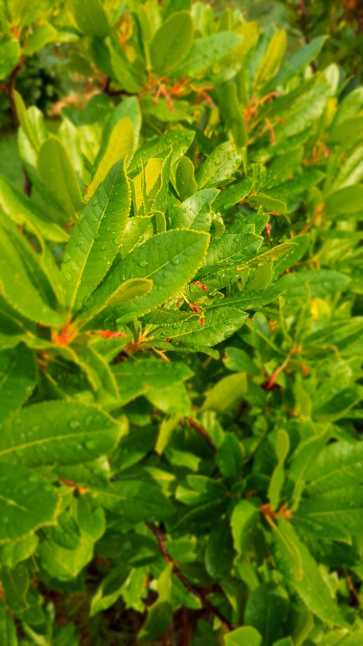 Wet Greens