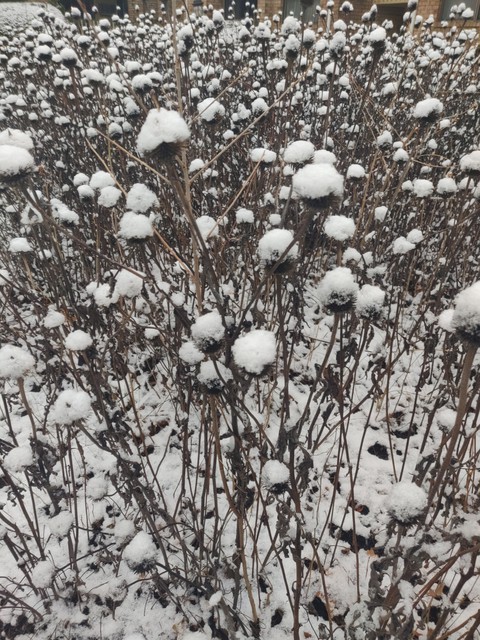 First Snow