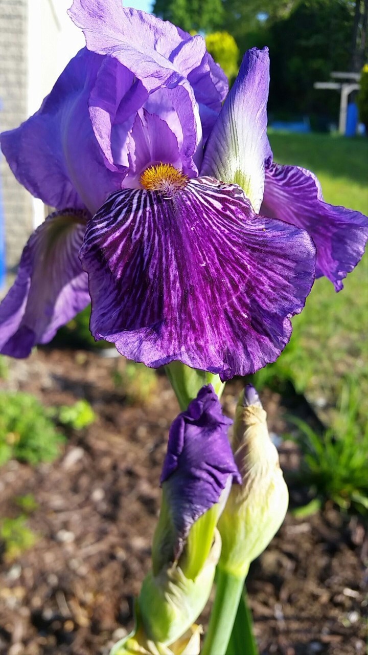 Purple Iris